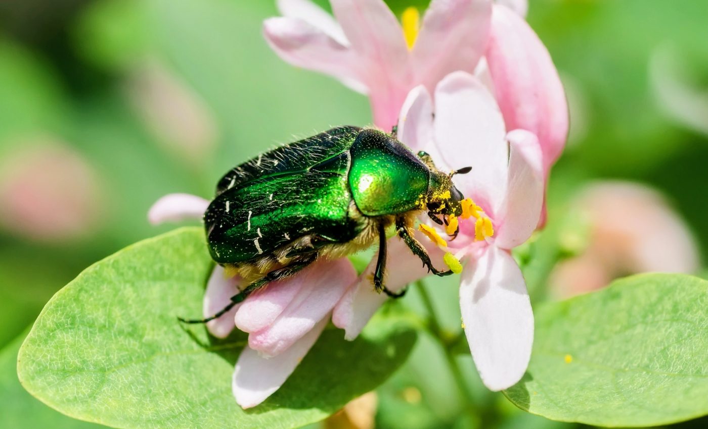 Preserving Earth’s genetic future before it’s too late