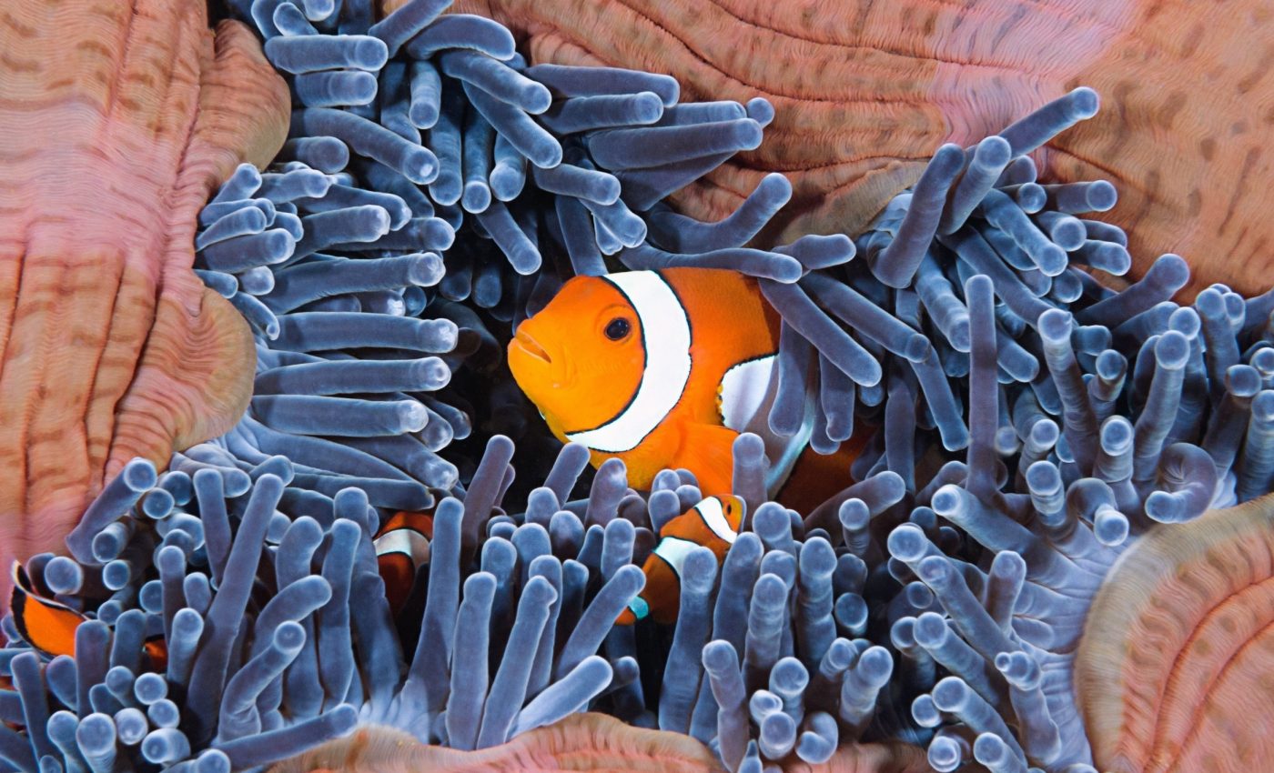 Clownfish reprogram their bodies to survive ocean warming