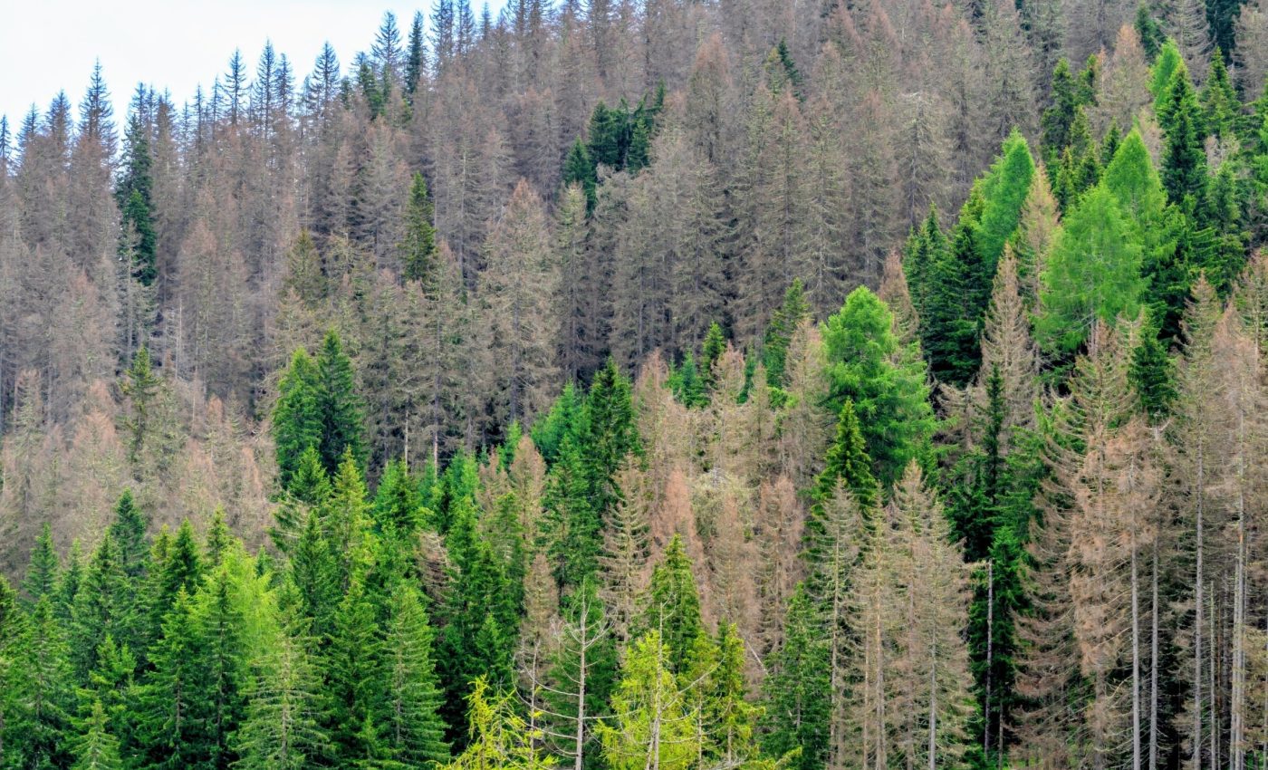 Bark beetle attacks increase daytime forest temperatures