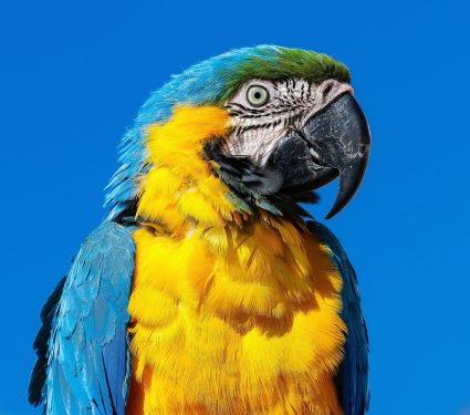 2025/09/Macaws-copy.jpg