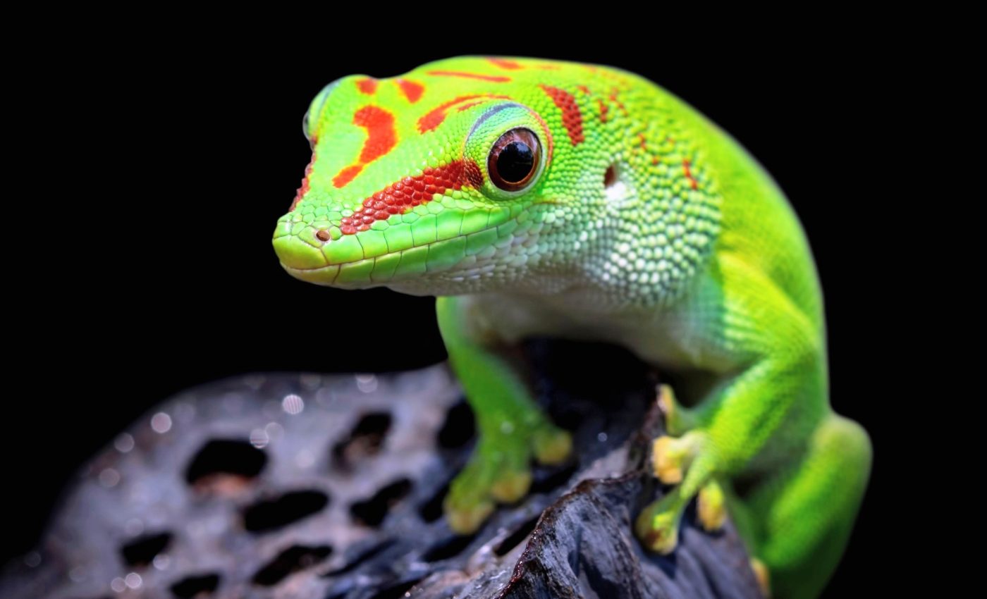 Extreme heat is scrambling reptile reproduction