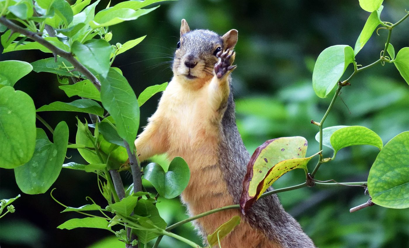 How rodent thumbnails helped mammals rise to dominance