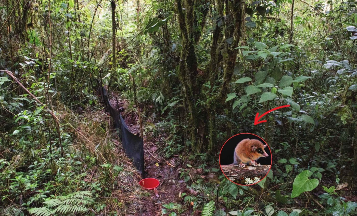 New species of mouse opossum discovered that has a tail longer than its body