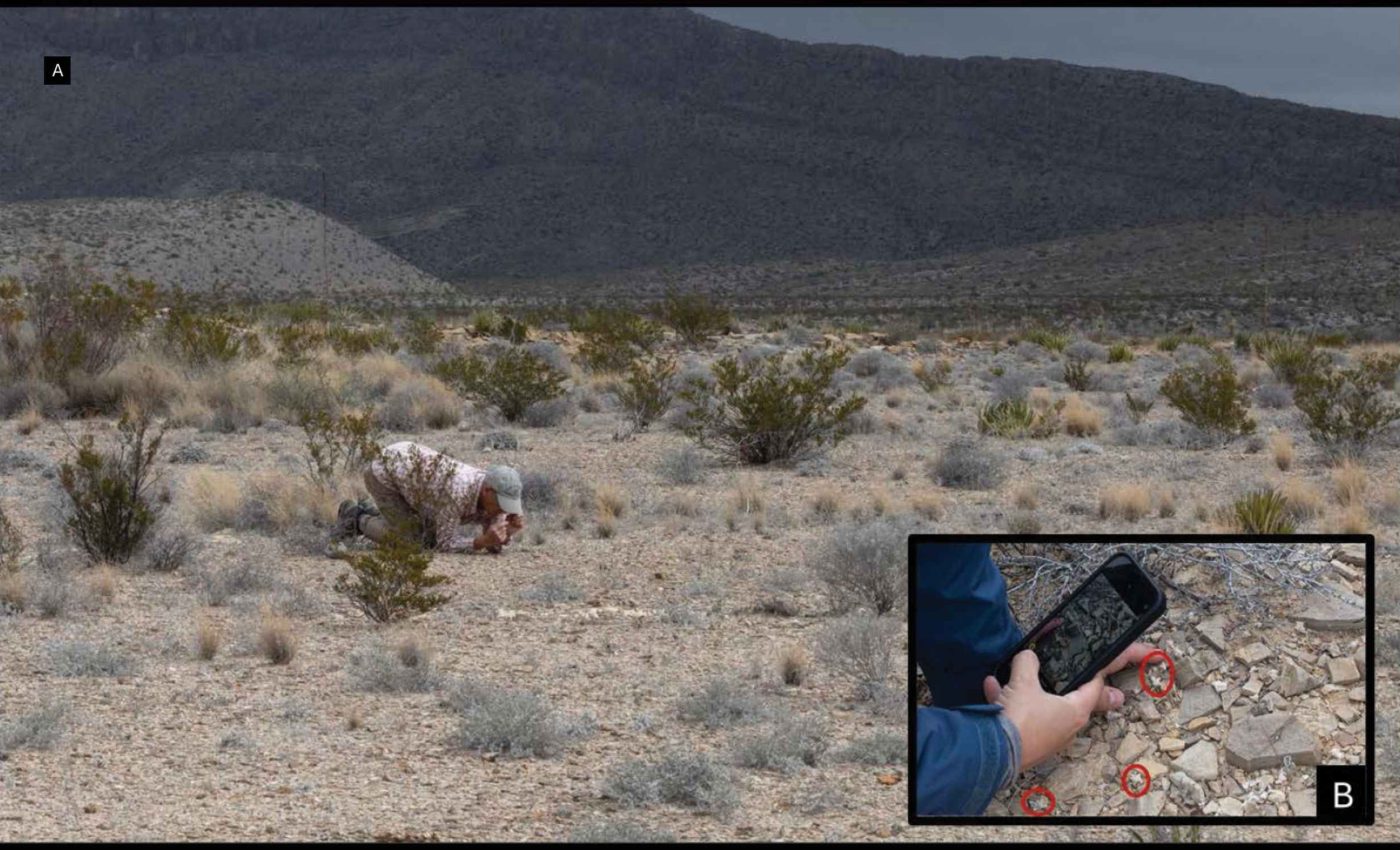 New plant species has flowers with tiny 'horns' and a devilish appearance