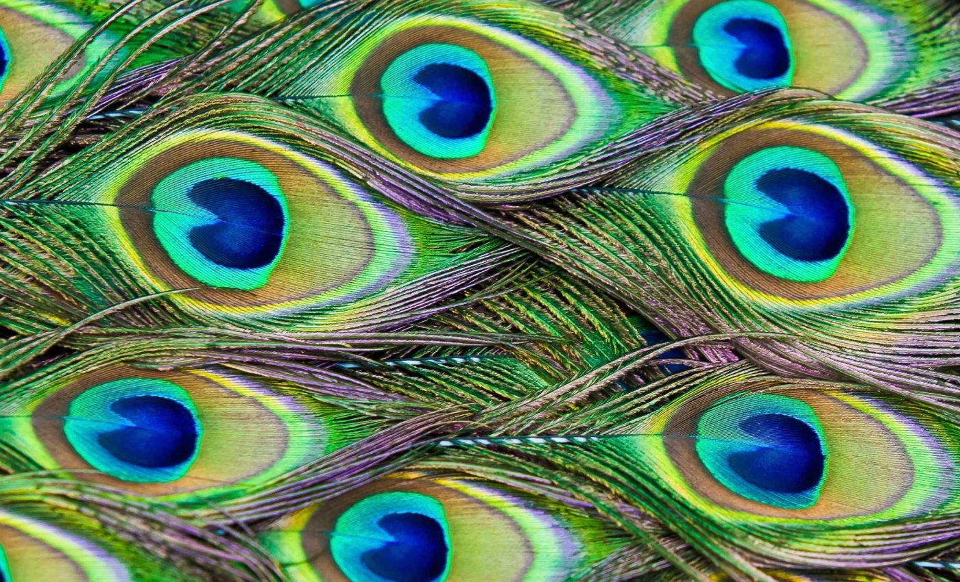 Scientists get peacock feathers to emit laser beams - but why would they want to?