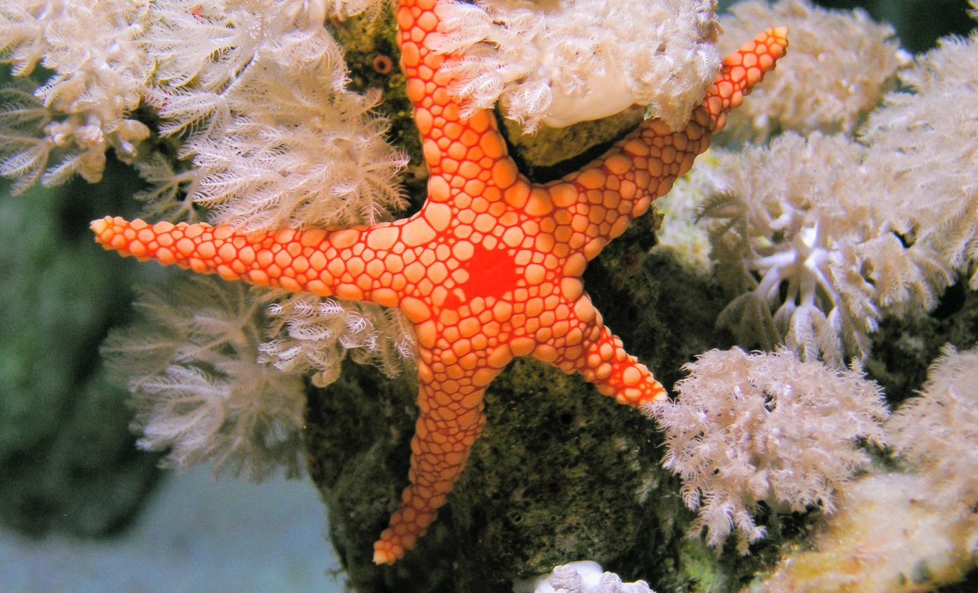 Starfish challenge one of nature's oldest diversity rules