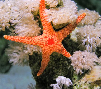 2025/09/Starfish-diversity.jpg