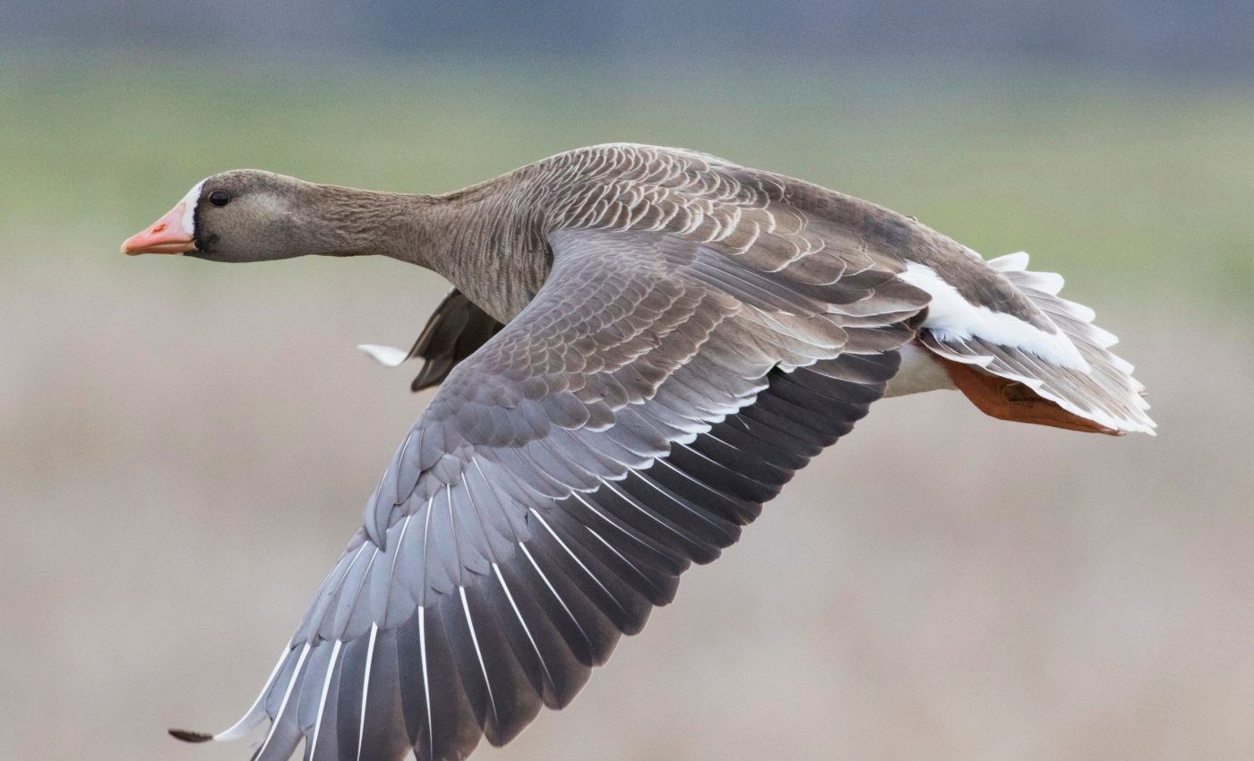 Arctic birds speed up migrations to match earlier springs