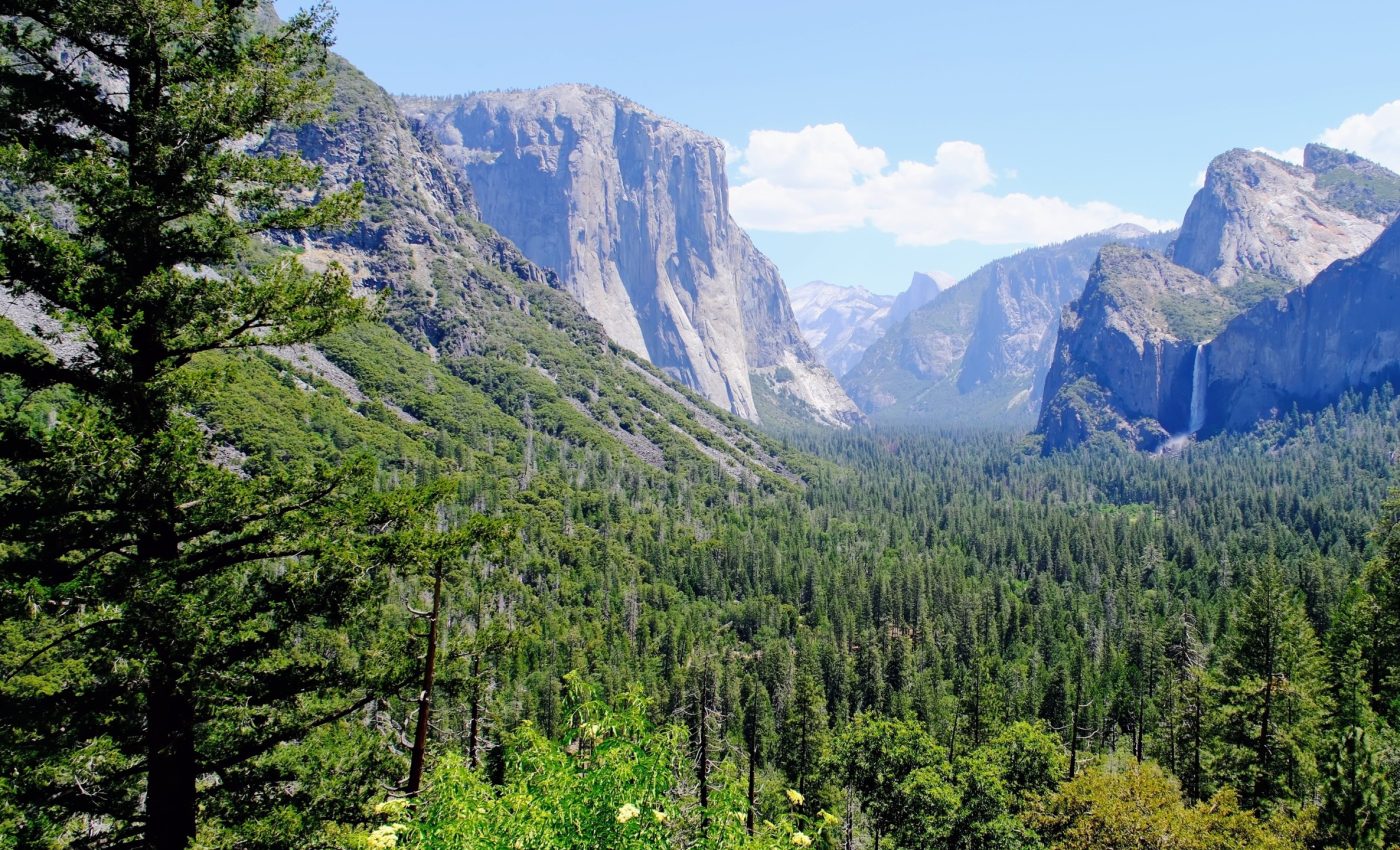 Forest thinning cuts wildfire severity and saves carbon