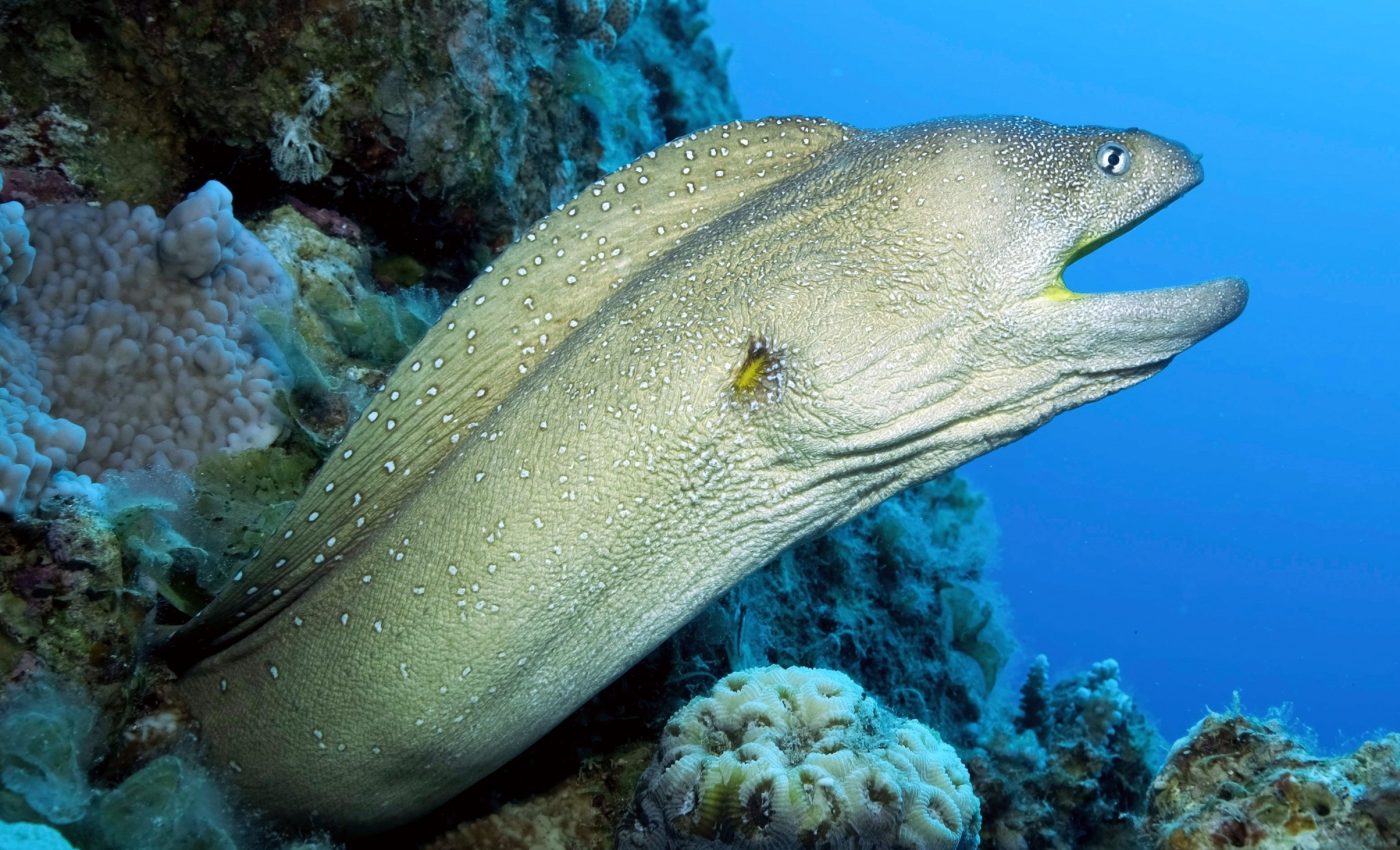 Spinal secrets: What eels reveal about the origins of movement