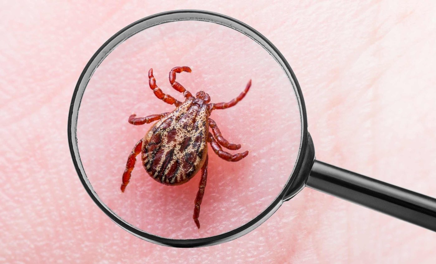 Ticks use 'tricks' to feed on human bodies without being detected