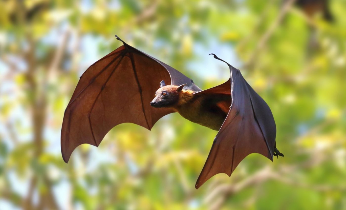 Bats use a hidden superpower to hunt faster