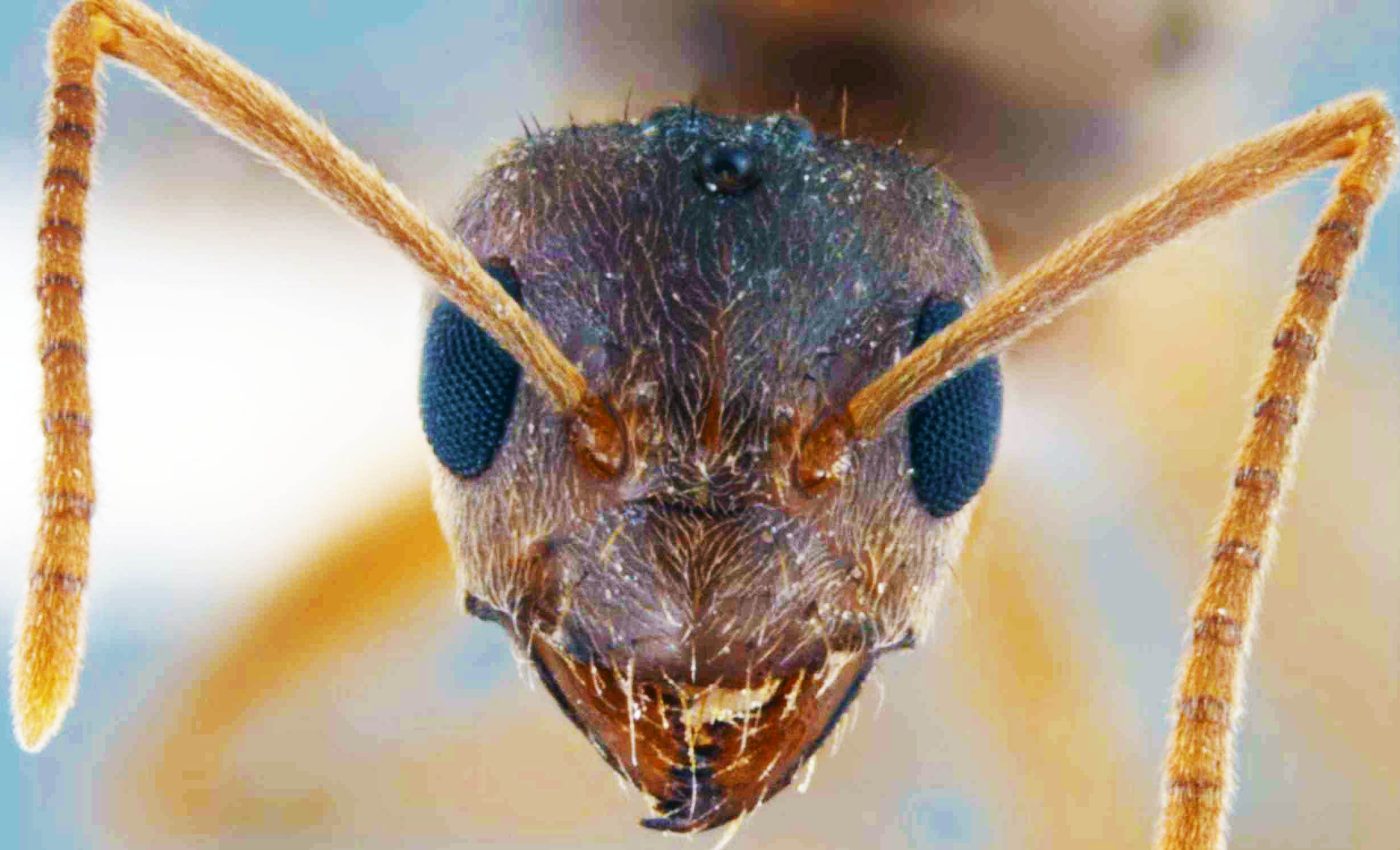 Tawny 'crazy ants' are invading the US and disrupting ecosystems