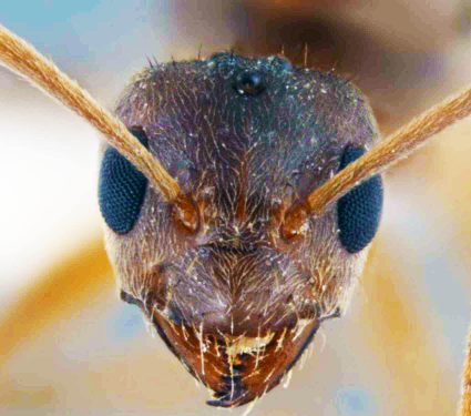 oficial-trabajar-mas-de-seis-horas-derecho-15-minutos-descanso -