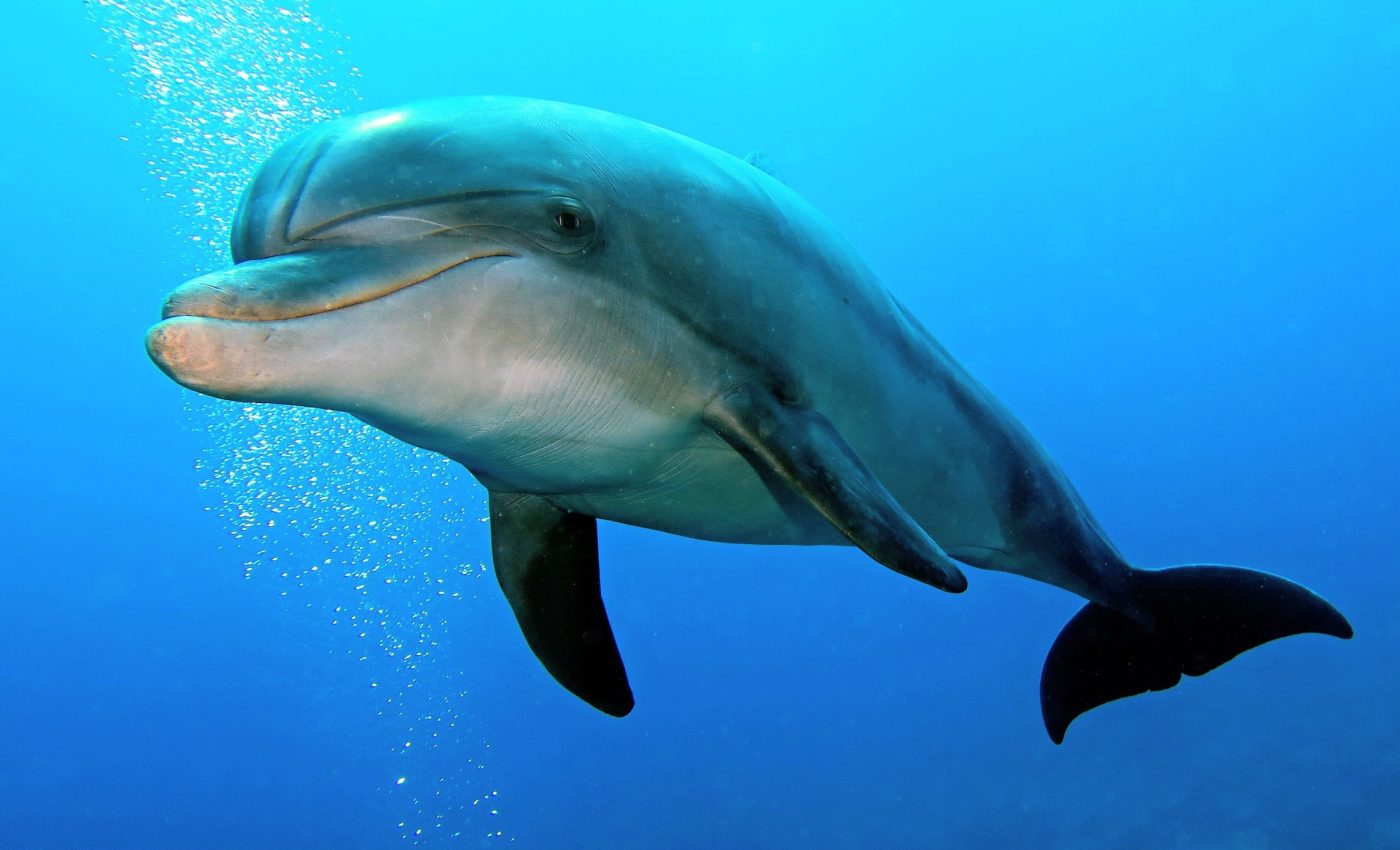 World Dolphin Day: Protecting oceans and the planet