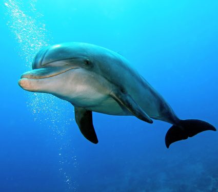 2025/09/World-Dolphin-Day2.jpg