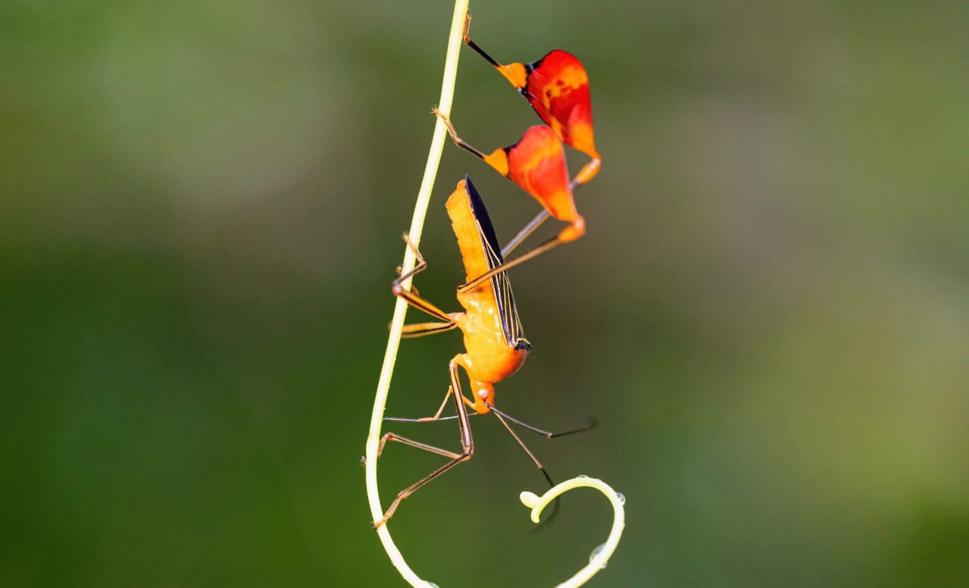 Matador bugs wave their flashy neon legs to distract predators