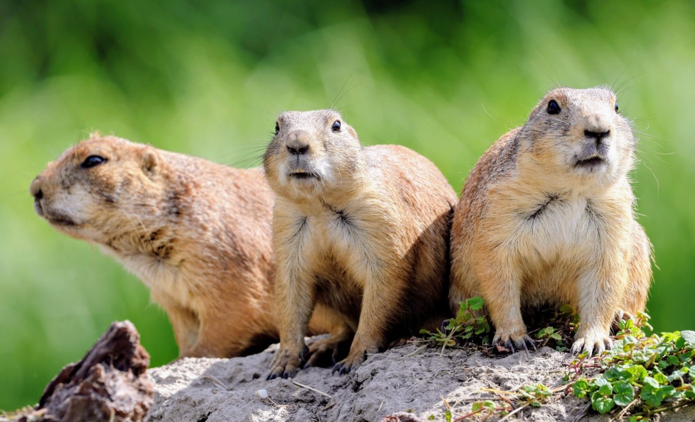 Surprisingly small animals are powerful grassland engineers