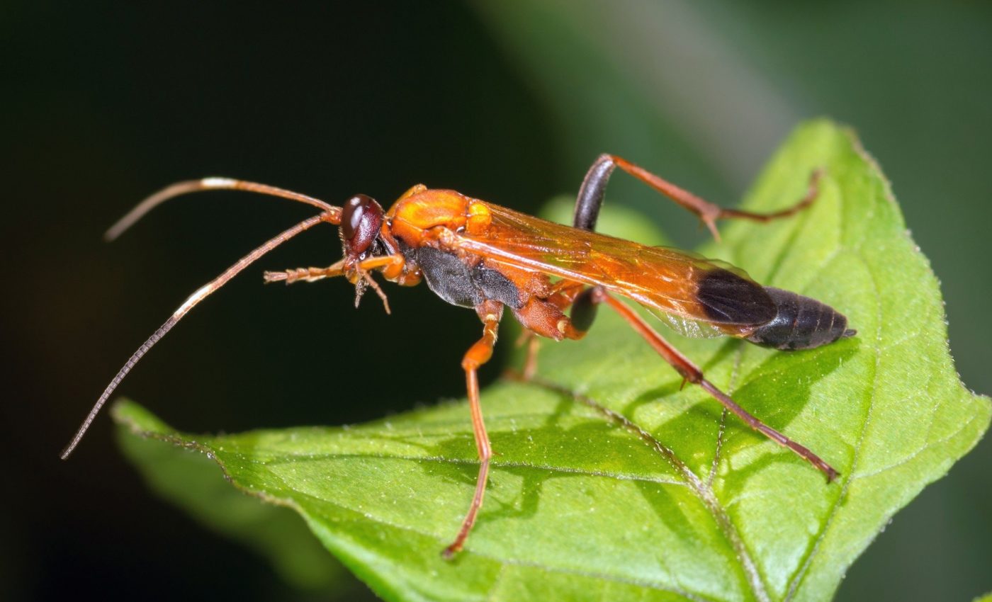 Wasps shine a light on 'dark biodiversity' in rainforests