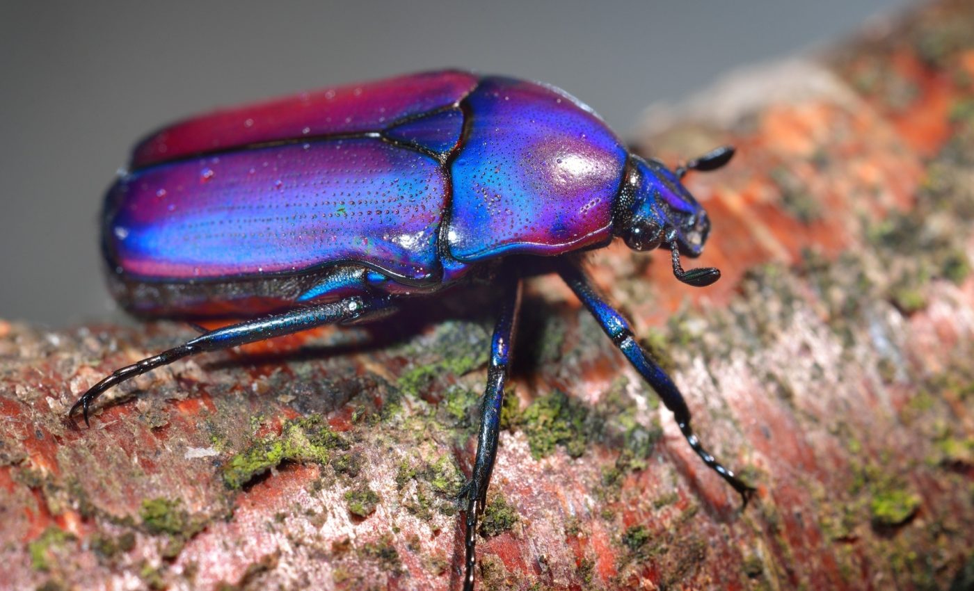 Not just birds and beetles: Iridescence found in unexpected animals