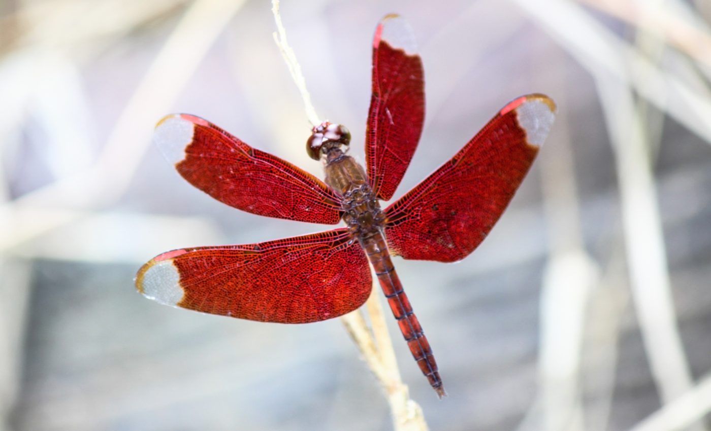 Dragonflies lived with dinosaurs, now they face their toughest fight for survival