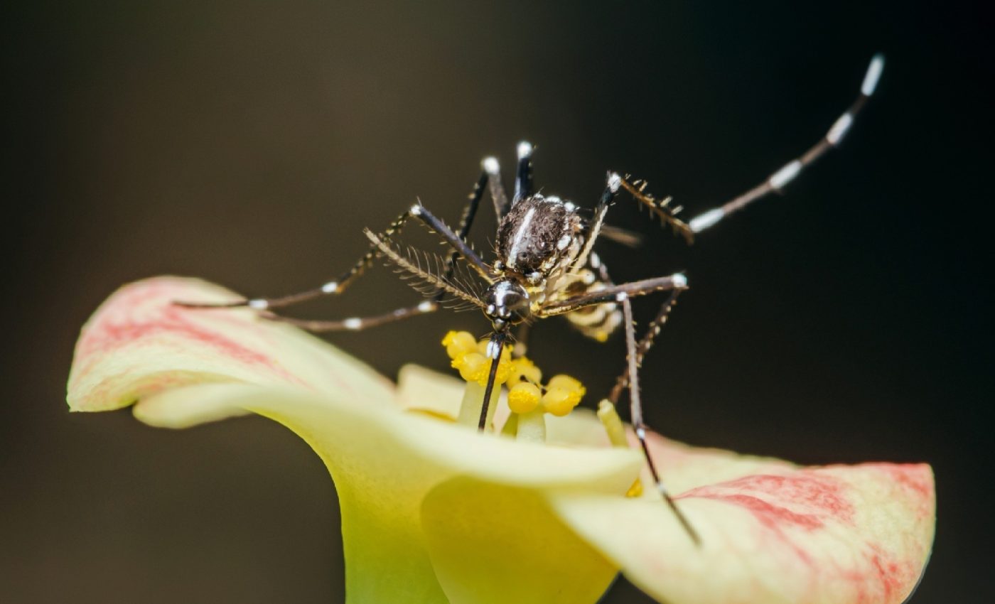 Rising heat is supercharging dengue and spreading it into new regions