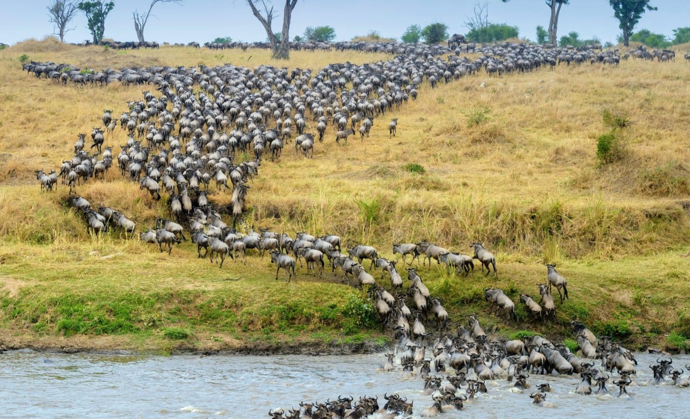 Missing wildebeest? AI survey sparks a migration mystery