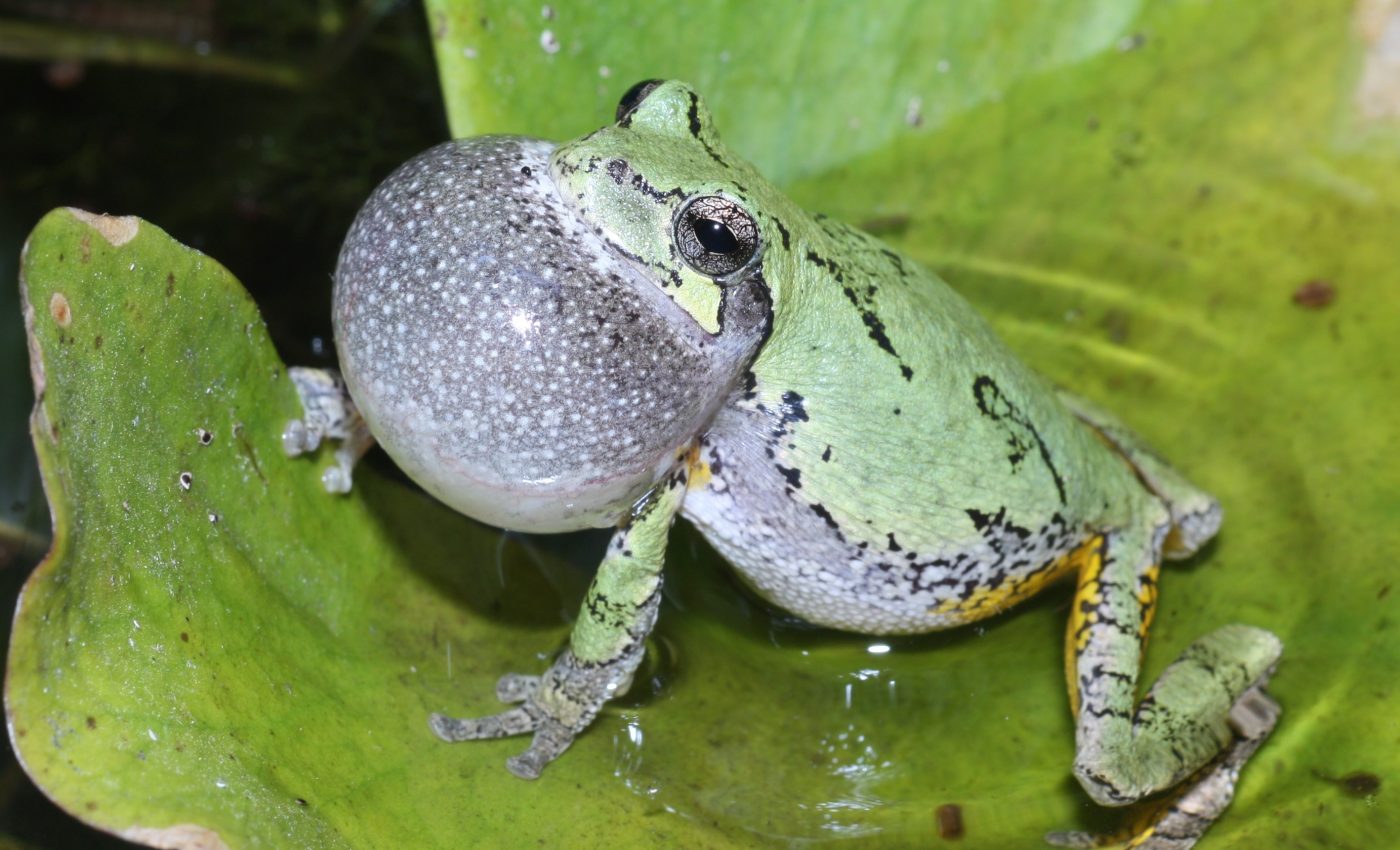 Frogs settle for average mates when dating gets too noisy