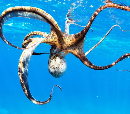 Portrait,Of,A,Wild,Octopus,Under,Water.