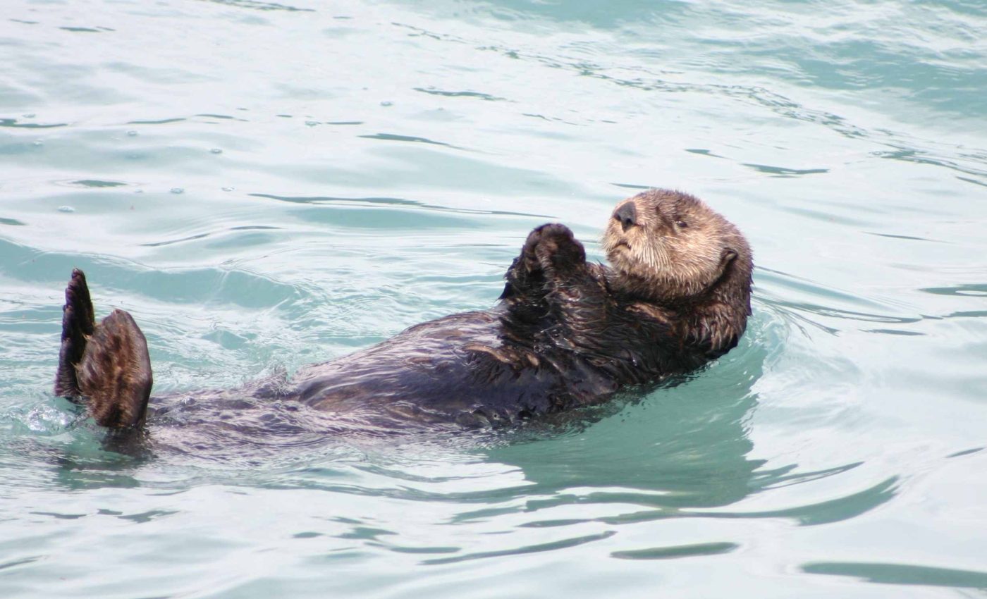 Scientists confirm discovery of a new otter species