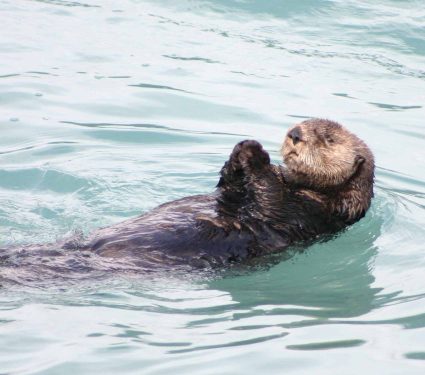 2025/09/unknown-otter-discovery-latin-america.jpg