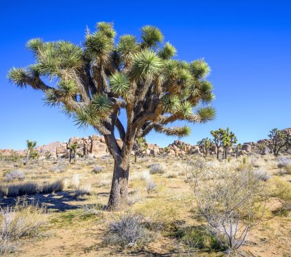 2025/09/Joshua-tree-climate.jpg