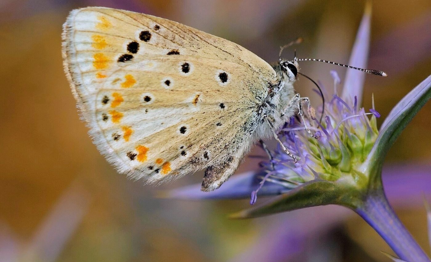 Butterfly sets an astonishing  chromosome record