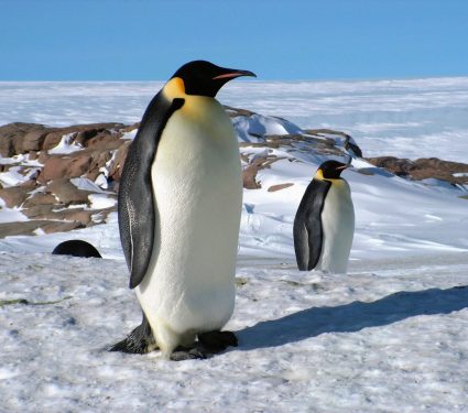 2025/09/Antarctica-warming.jpg