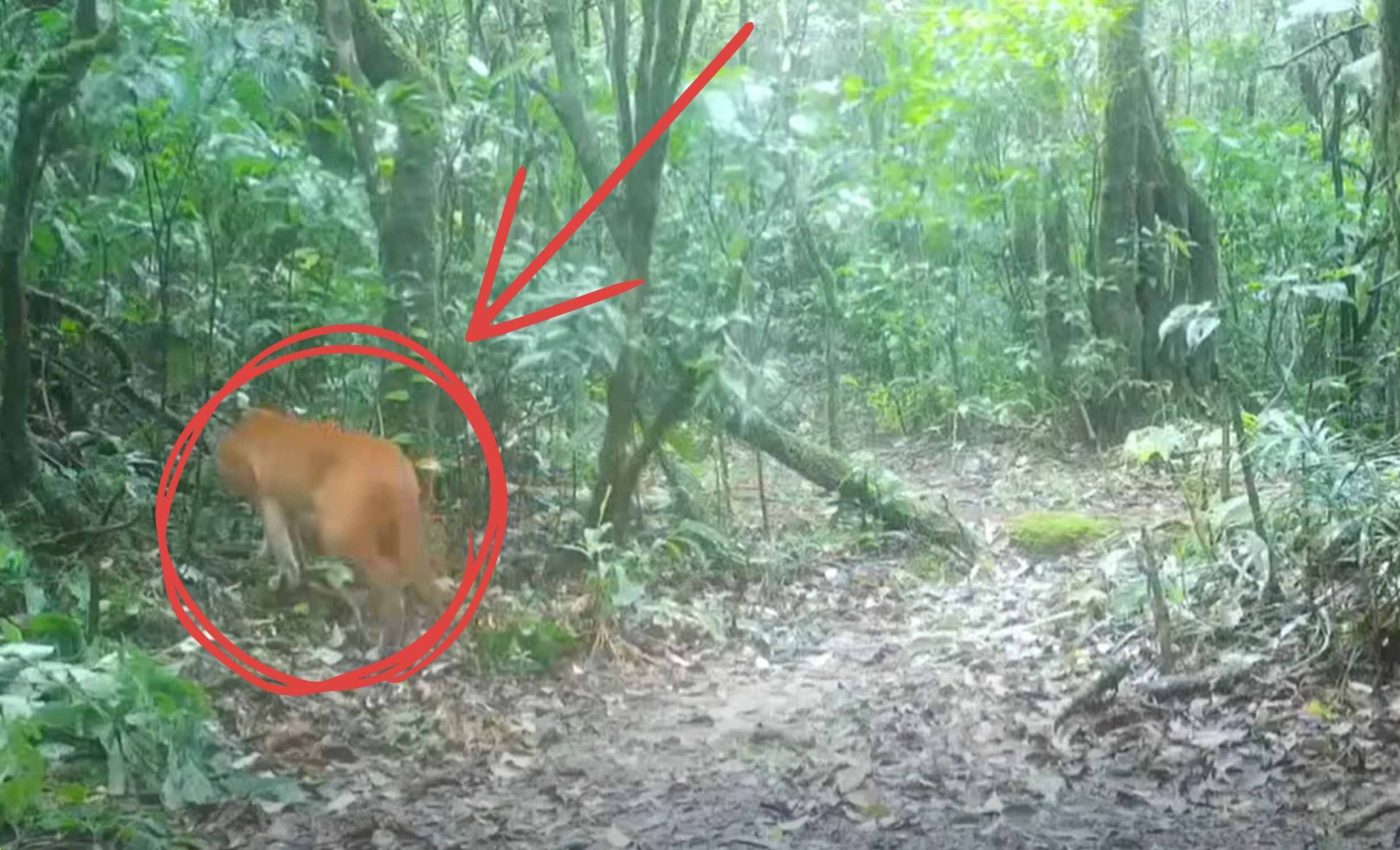 Camera trap captures video of an elusive Asian golden cat in a Thai park