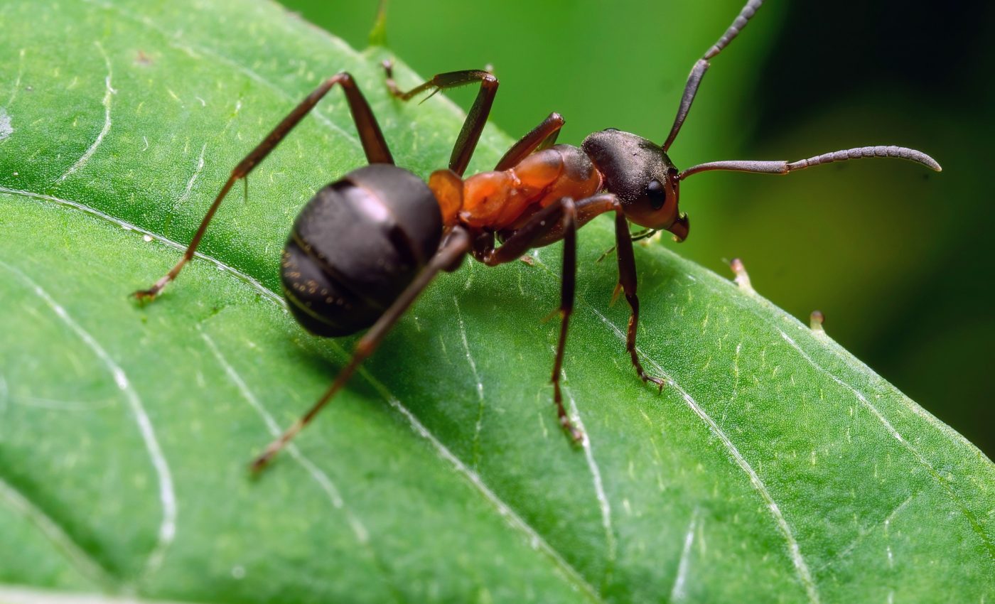 Fiji’s ants reveal new clues about global insect collapse