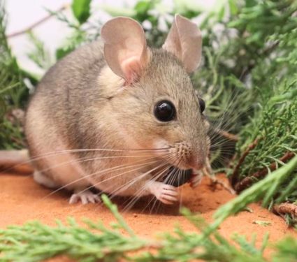 2025/09/Woodrat-toxic-plants.jpg