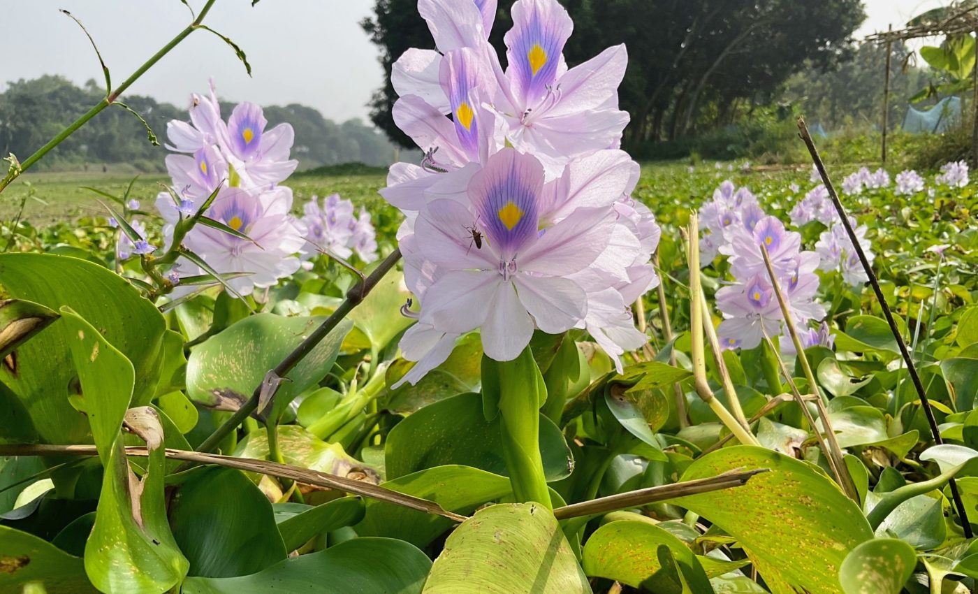 Invasive plants are transforming the tropics, forcing people to adapt