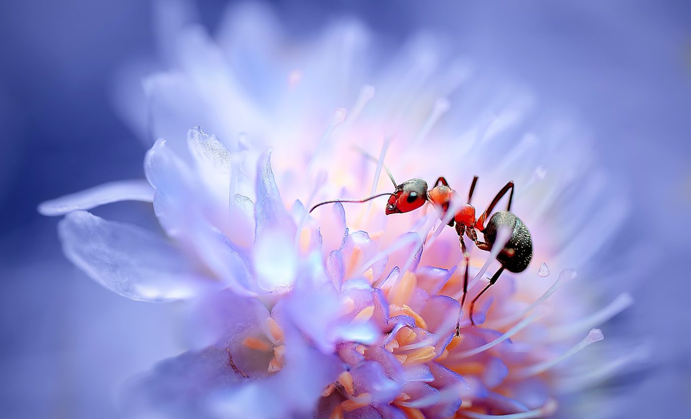 Plants pay ants "sugar bribes" to act as their bodyguards to help them survive