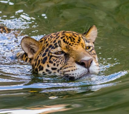 2025/09/jaguar-swimming.jpg