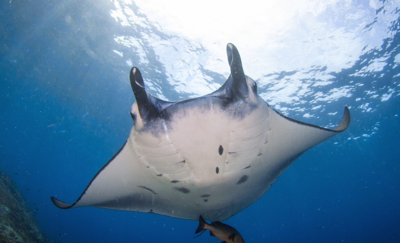 World Manta Ray Day 2025: The power of protection