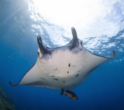 2025/09/World-Manta-Ray-Day.jpg