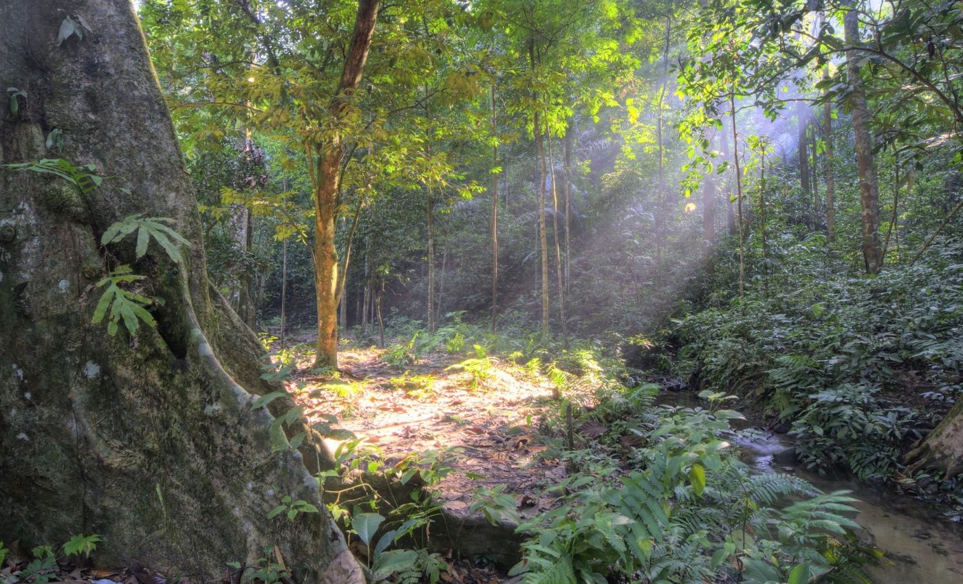 Why tropical forest soils could supercharge global warming