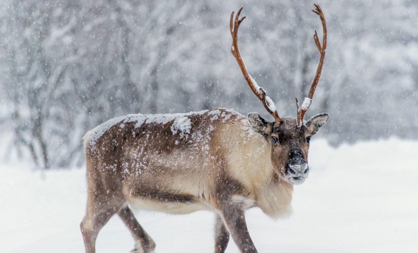 Reindeer grazing keeps carbon steady in northern forests