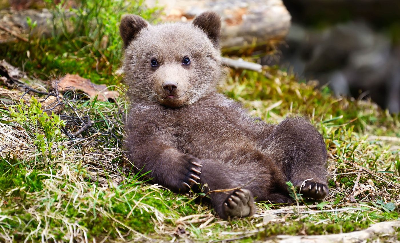 Early bears were omnivores that ate anything and everything they could find