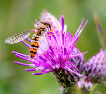2025/09/Hoverflies-pollen.jpg