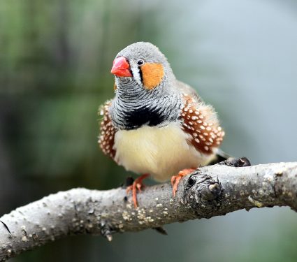 2025/09/Zebra-finches-calls.jpg