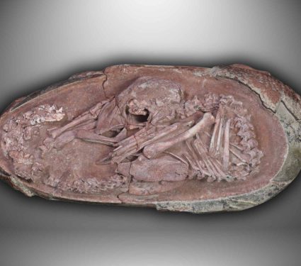 2025/09/baby-dinosaur-embryo-china-egg-fossil.jpg