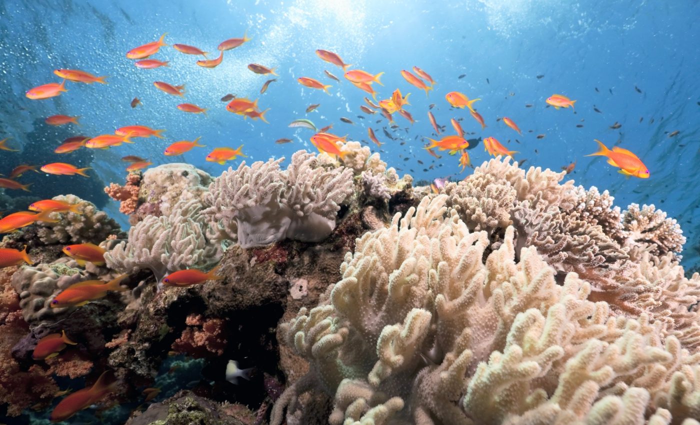 Most coral reefs in the Atlantic are headed for collapse