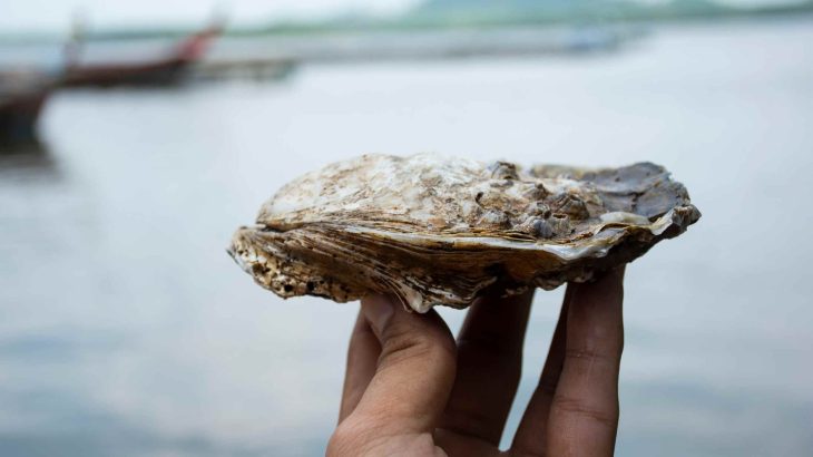Humble shellfish, called a 'blue superfood,' nourishes humans, cleans water, and stores carbon